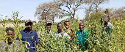 team tussen sesamplanten